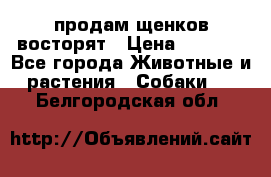 продам щенков восторят › Цена ­ 7 000 - Все города Животные и растения » Собаки   . Белгородская обл.